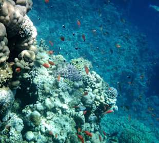 Schnorchel- Landschaft -Hotel Iberotel Club Fanara