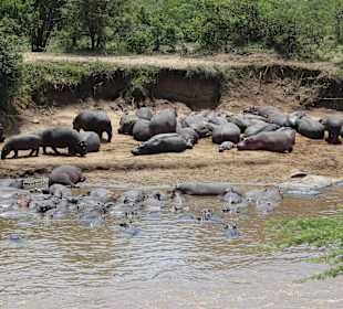 Hippos 