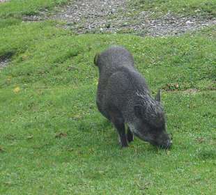 Wildschwein
