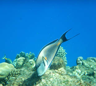 Gelbklingendoktorfisch