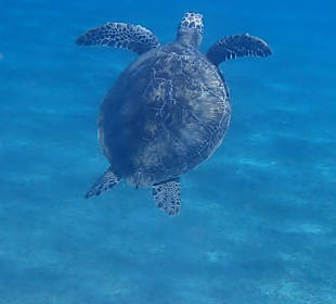 Schnorcheln Abu Dabbab