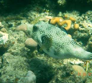 Подводный мир рифа Хилтона