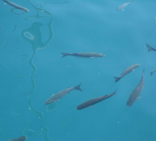 Fische im Wasser am Hafen