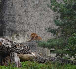 Zoo