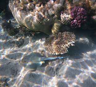 Unterwasseraufnahme - Blaupunktrochen