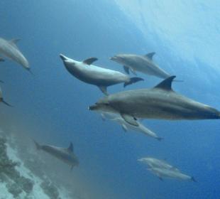 Tanz der Delfine