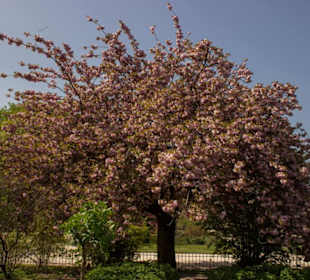 Palais und Jardin du Luxembourg
