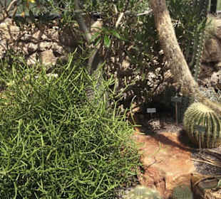 Botanischer Garten der Universität Zürich