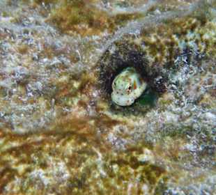 Blutstropfen-Felshüpfer