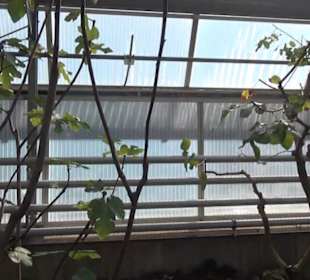 Kanarenschauhaus - Berggarten