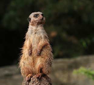 Empfang im Leipziger Zoo