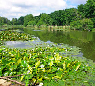 Teich Rückblick