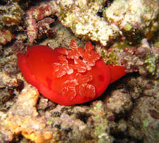 Flamenco unter Unterwasser