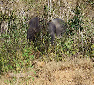 Elefant