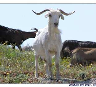 Impressionen von der Chalkidiki