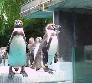 Pinguine