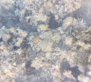 Schnorcheln Hurghada