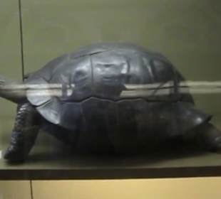 Naturhistorisches Museum