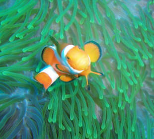 Anemonenfisch