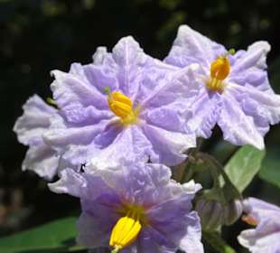 Rundgang durch den Botanischen Garten Cagliari