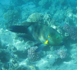 Besenschwanz-Prachtlippfisch