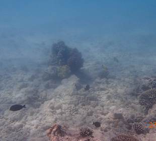 Ein neugieriger Fisch