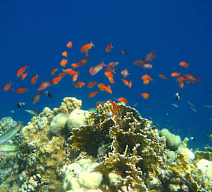 Schnorchlerherz was willst du mehr