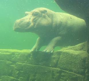 Nilpferd unter Wasser