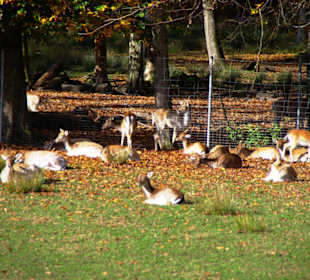 Liegen alle in der Sonne