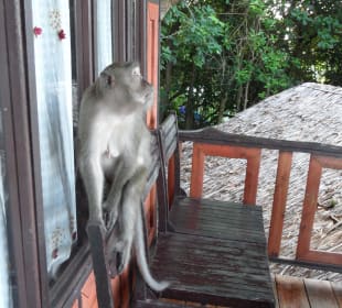 Affe am Balkon
