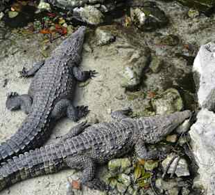 Krokodile