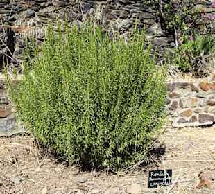 Kräuter im Jardin Méditerranéen