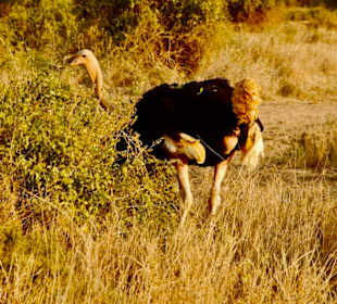 Männlicher Maasai Strauß