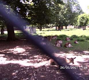 Hirsche im Hirschgarten München