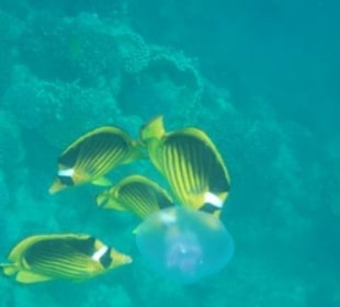 Schöne bunte Fische am rechten Außenriff