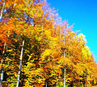 Herrliches Herbstbild am See