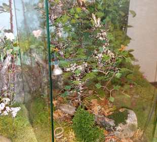 Haus der Natur - Bild 1