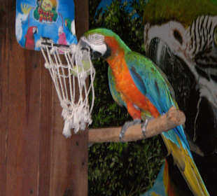 Papageienshow! Papagei spielt Basketball