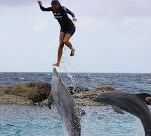 Dolphin Academy im Sea Aquarium