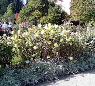 Botanischer Garten