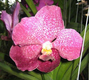 Eine lila gescheckte Orchidee.