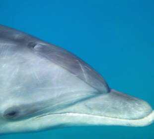 Schnorcheln mit Delfinen