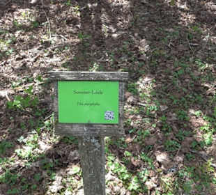 Arboretum