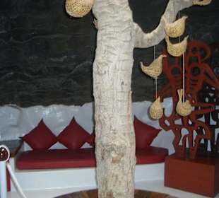 Feigenbaum im Wohnraum