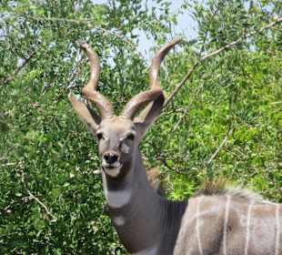 Kudu