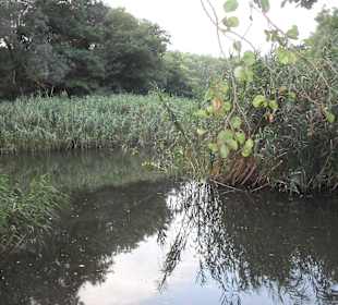 Naturreservat "Baltata"