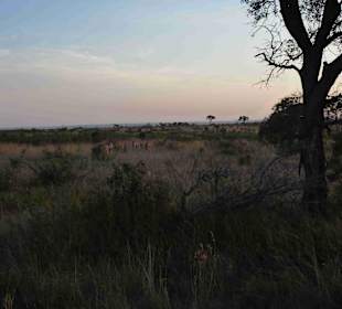 Krüger Nationalpark