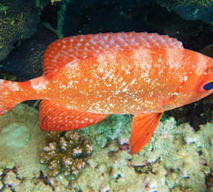 Riff-Großaugenbarsch