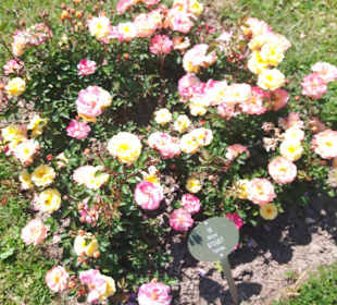 Rosenneuheitengarten