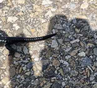 Ein Salamander Seltenheit
